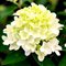 Гортензия метельчатая 'Уайт Лайт' / Hydrangea paniculata 'White Light'