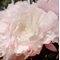 Пион 'Викториан Блаш' / Paeonia lactiflora 'Victorian Blush'