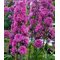Дельфиниум 'Фламенко' / Delphinium 'Flamenco'