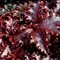 Гейхера 'Миднайт Раффлс' / Heuchera 'Midnight Ruffles'