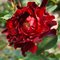 Роза 'Индиан Раффлc' / Rose 'Indian Ruffles', Interplant