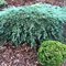 Можжевельник 'Айси Блу' / Juniperus 'Icee Blue'