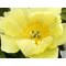 Пион Ито-гибрид 'Гоуинг Бананас' / Paeonia Itoh 'Going Bananas'