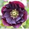 Морозник восточный 'Дабл Эллен Перпл' / Helleborus orientalis 'Double Ellen Purple'