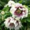 Морозник восточный 'Дабл Уайт Споттед' / Helleborus orientalis 'Double White Spotted'