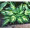 Хоста  'Лэйксайд Пэйзли Принт' /  Hosta  hybride  'Lakeside Paisley Print'
