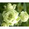 Роза Мейяна 'Лавли Грин' / Lovely Green, Meilland
