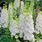 Дельфиниум 'Галахад' / Delphinium 'Galahad'