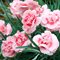 Гвоздика перистая 'Дорис' /  Dianthus plumarius 'Doris'