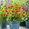 Гравилат 'Оранж Пампкин' / Geum 'Orange Pumpkin'