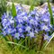 Хионодокса 'Блу Гигант' / Chionodoxa forbesii 'Blue Giant'