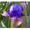 Ирис карликовый 'Блуберри Тарт' / Iris pumila 'Blueberry Tart'