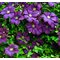 Клематис витицелла 'Виола' / Clematis viticella 'Viola'