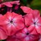 Флокс метельчатый 'Уотермелон Панч' / Phlox paniculata 'Watermelon Punch'