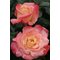 Роза 'Фиджи' / Rose 'Fiji', Interplant
