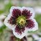 Морозник восточный 'Уайт Споттед' / Helleborus orientalis 'White Spotted'