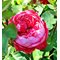 Роза Барни 'Академия' / Rose 'Accademia', Barni
