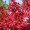 Яблоня 'Скарлет' / Malus 'Scarlet'
