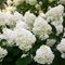 Гортензия метельчатая  'Полар Бир'  / Hydrangea  paniculata   'Polar Bear'