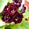 Примула ушковая 'Блэк Джек' /                                 Primula auricula 'Black Jack'