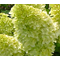 Гортензия метельчатая 'Мэджикал Эндс' / Hydrangea paniculata 'Magical Andes'