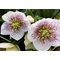 Морозник восточный 'Уайт Споттед' / Helleborus orientalis 'White Spotted'