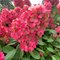 Гортензия метельчатая 'Бонфайер' / Hydrangea paniculata 'Bonfire'