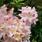 Рододендрон листопадный 'Сильфидес' / Rhododendron luteum 'Sylphides'