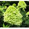 Гортензия метельчатая 'Мохито' / Hydrangea paniculata 'Mojito'