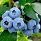 Голубика высокорослая 'Блюголд' / Vaccinium corymbosum 'Bluegold'