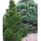 Ель 'Барри' / Picea abies 'Barryi'