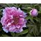 Пион древовидный 'Каматафуджи' / Paeonia suffrutiсosa 'Кamatafuji'