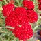 Тысячелистник 'Претти Вумэн' / Achillea 'Pretty Woman'