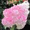 Гортензия метельчатая 'Пинк Лэди' / Hydrangea paniculata 'Pink Lady'