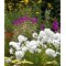 Флокс метельчатый 'Уайт Адмирал' / Phlox paniculata 'White Admiral'