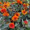 Гелиопсис 'Блидинг Хатс' / Heliopsis helianthoides 'Bleeding Hearts'