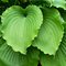 Хоста 'Мэрилин Монро' / Hosta 'Marilyn Monroe'
