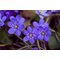 Печеночница благородная  голубая / Hepatica nobilis  blue