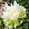 Пион 'Грин Хало' /  Paeonia lactiflora 'Green Halo'