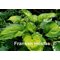 Хоста 'Калифорния Голд Раш' / Hosta 'California Gold Rush'