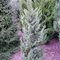 Можжевельник 'Сильвер Сюрпрайз' / Juniperus 'Silver Surprise'