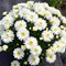 Нивяник Маунт Худ / Leucanthemum ‘Mt Hood’