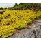 Барбарис 'Голдэн Карпет' / Berberis thunbergii 'Golden Carpet'