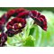 Примула ушковая 'Блэк Джек' /                                 Primula auricula 'Black Jack'