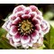 Морозник восточный 'Дабл Уайт Споттед' / Helleborus orientalis 'Double White Spotted'