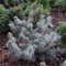 Ель колючая 'Мекки' / Picea pungens 'Mecky'
