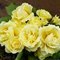 Примула 'Барнхэвен Бонер' / Primula ��������� ���������� ���'Barnhaven���������� Bonheur'