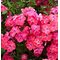 Флокс метельчатый 'Уотермелон Панч' / Phlox paniculata 'Watermelon Punch'