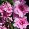 Флокс метельчатый 'Зенобиа' / Phlox 'Zenobia'