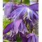 Клематис альпийский 'Блу Сюрпрайз' / Clematis alpina 'Blue Surprise'